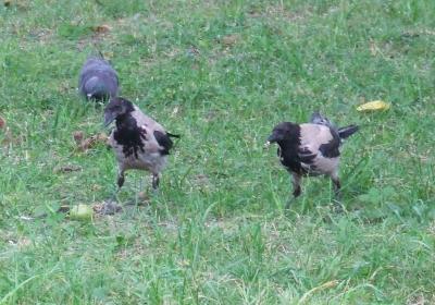 Прикрепленное изображение: 005.jpg